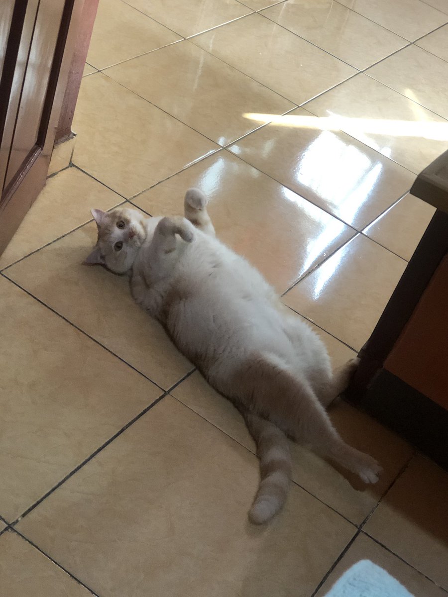 shiroacat's tweet photo. Small head with big body😎 https://t.co/JM5DX3LhZU