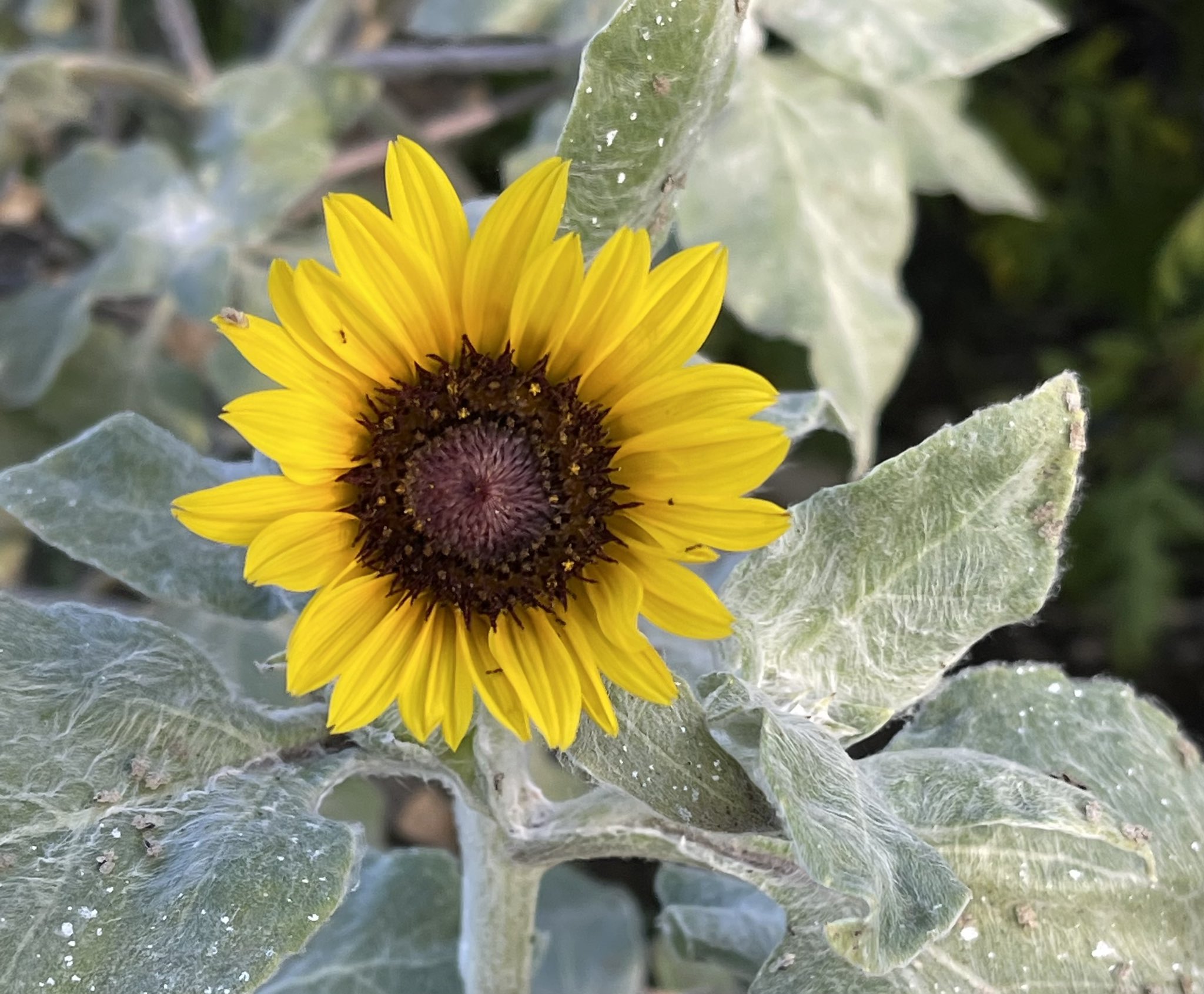 アリンコ 葉や茎が銀白色のヒマワリの花 シロタエヒマワリ 銀葉ヒマワリ というそうです 花言葉は 私はあなただけを見つめる 愛慕 崇拝 今朝の花散歩 T Co T67itvwvis Twitter
