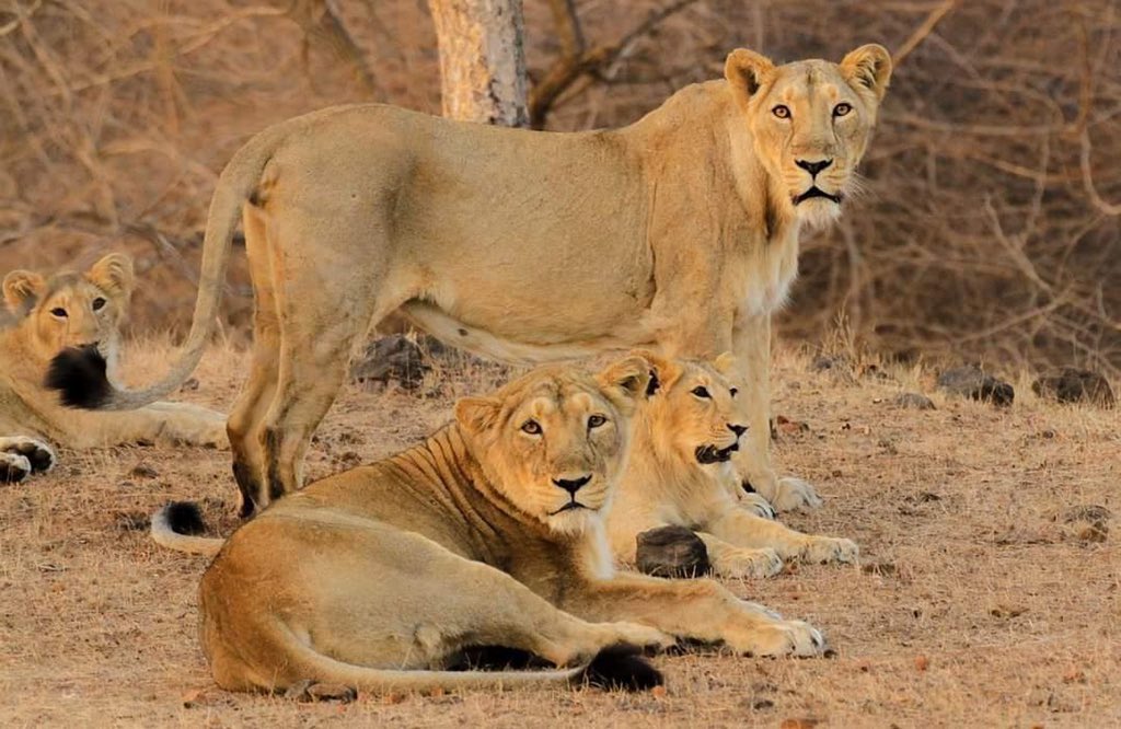 PCMohanMP's tweet photo. Roaring success for lion welfare. Lion population in #Gujarat’s Gir forests grew from 523 in 2015 to 674 in 2020 — 29% increase. This #WorldLionDay, let us celebrate the conservation &amp; sustainable solutions to protect &amp; save the lion populations from extinction.🦁 @GujaratTourism https://t.co/NmMcB6Mbn9