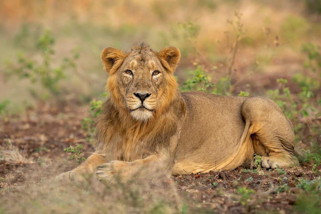 PCMohanMP's tweet photo. Roaring success for lion welfare. Lion population in #Gujarat’s Gir forests grew from 523 in 2015 to 674 in 2020 — 29% increase. This #WorldLionDay, let us celebrate the conservation &amp; sustainable solutions to protect &amp; save the lion populations from extinction.🦁 @GujaratTourism https://t.co/NmMcB6Mbn9