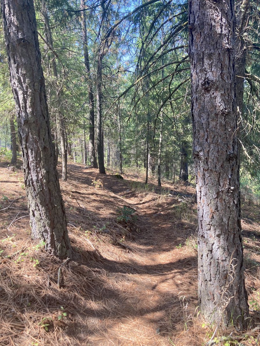 kulwap's tweet photo. Recovery walk at the Haynes Conservation Area. #spokane #pnw #trainingforultra https://t.co/ZHEWCz4P2x