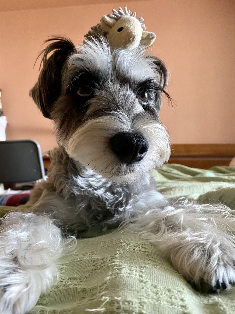 暇そうにしてるので、頭にハリネズミさんを乗っけてみた🦔🦔

凄いバランス感覚‼️

しばらく頭に乗せてました。笑 