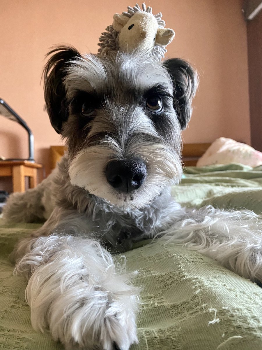 暇そうにしてるので、頭にハリネズミさんを乗っけてみた🦔🦔

凄いバランス感覚‼️

しばらく頭に乗せてました。笑 