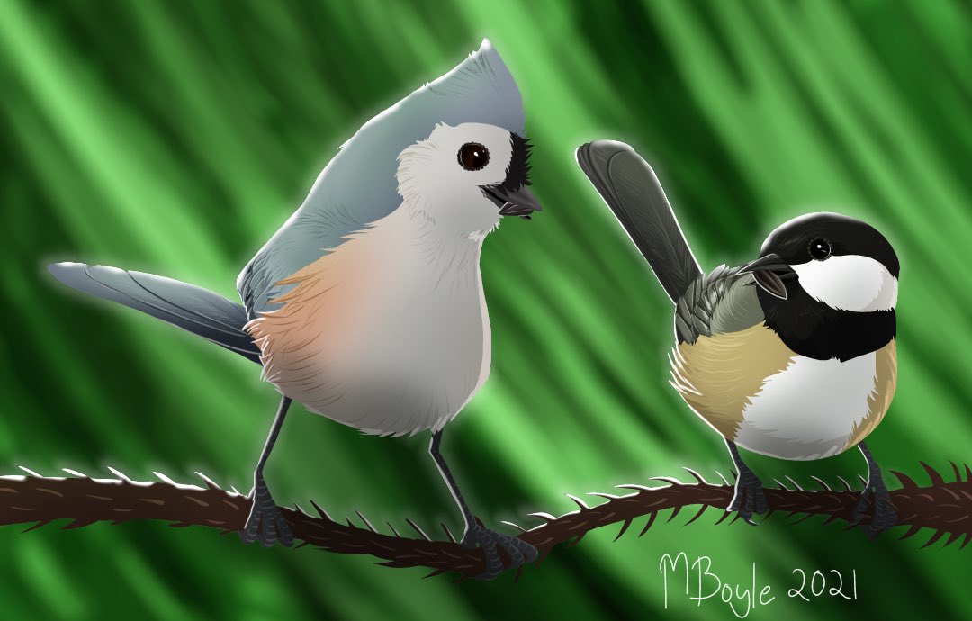 MargaretNBoyle's tweet image. My very first oral presentation will be on Friday at the virtual AOS conference! In the meantime, have some bird art I drew up late tonight— these are the two pivotal species in my presentation  #AOS #2021AOS_SCO #tuftedtitmouse #blackcappedchickadee @AmOrnith