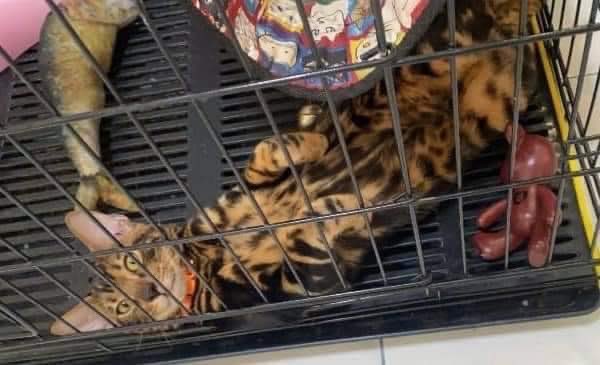 ( ฝากทุกคนหน่อยนะคะ แมวน้องเราหาย 😭 )

ใครอยู่ละแวกท่าเรือ หรือใกล้เคียงอยุธยา สระบุรี ช่วยแชร์ทีนะครับ ใครพบเห็นมีเงินรางวัลให้แน่นอน

หรือใครที่เอาน้องไปนำน้องมาคือเถอะค่ะ

ประกาศ ❗️❗️
ตามหาแมวหาย พันธุ์เบงกอล เพศผู้ ใส่ปลอกคอสีส้ม

#แมวหาย #ตามหาแมว