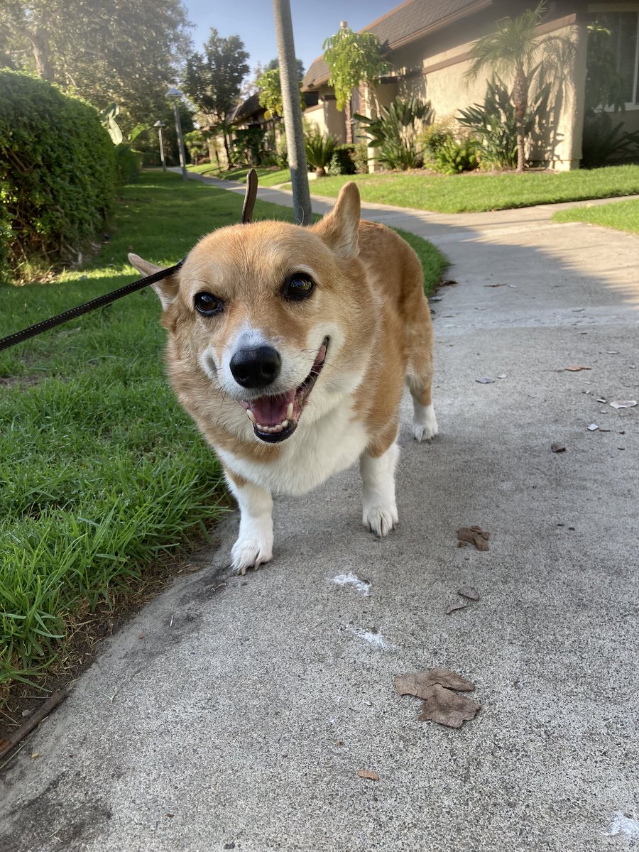 MJ The Corgi tweet media