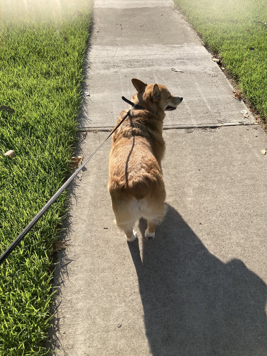 MJ The Corgi tweet media