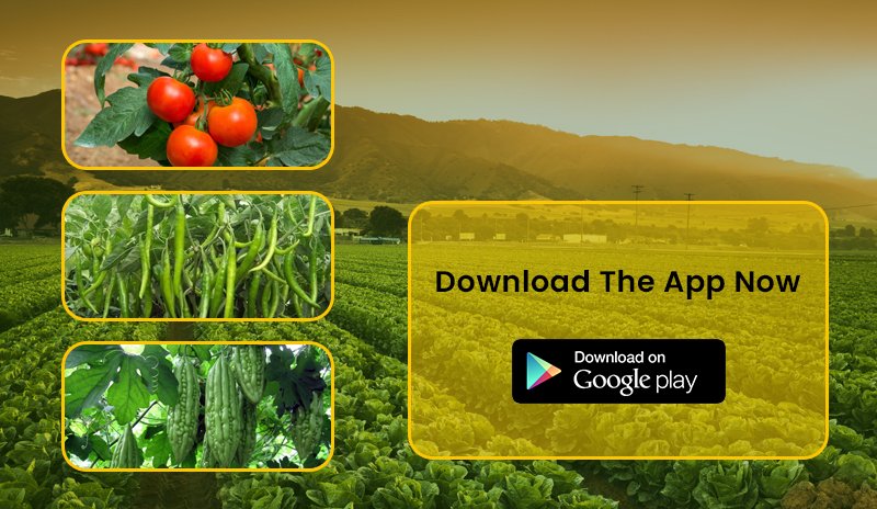 farmkeyIndia's tweet photo. With #Farmkey, get the most impeccable quality of seeds delivered to your home. We let you do smart #farming while reducing the cost of #seeds, #fertilizers, and #pesticides too.

👉https://t.co/urpBQSA6IN

#qualityseeds #onlinestore #buyonlineseeds #vegetableseeds #onlineseeds https://t.co/U47cXD1xVA