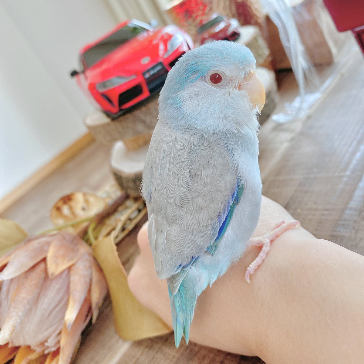 手乗りマメルリハ シーチキン Blue Seachicken Twitter 手乗りマメルリハ シーチキン Blue Seachicken Twitter