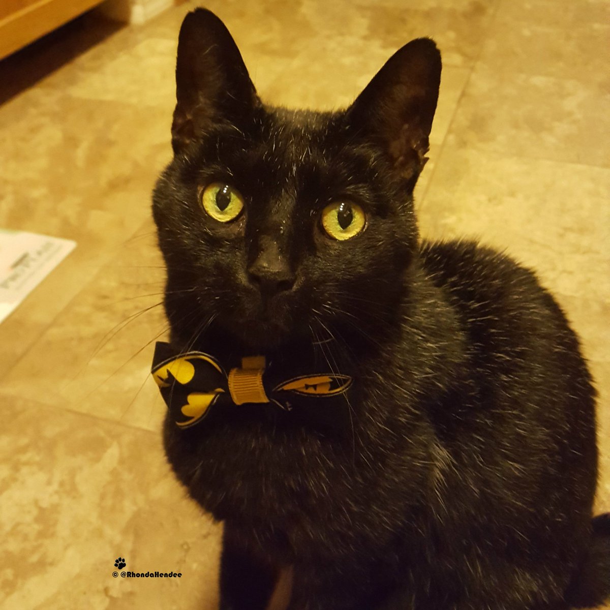 RhondaHendee's tweet photo. @TheCatMalice @noirkittymews Love you my Malicious. You are my #panfur but missing my #luckyblackcat today #BlackCatAppreciationDay he will always be in my heart and soul. He was my soulmate. I would teach about how sweet black cats could be as well ~ Rhonda #foreverBatMom https://t.co/1IM8CiRO7k