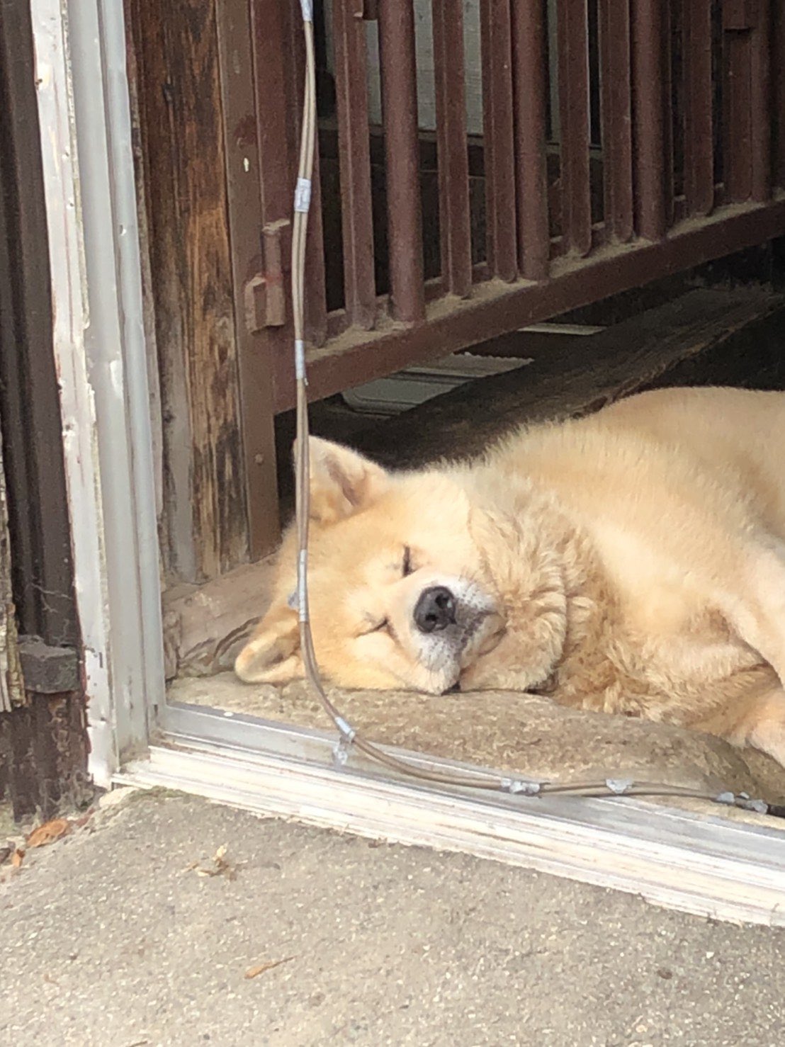 秋田犬まる 1日の半分を寝てるシニア犬 秋田犬 Akitainu 朝青龍 T Co W6uquek5ol Twitter