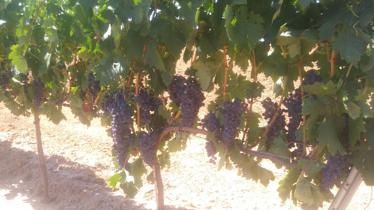 Tomás Bueno tweet media