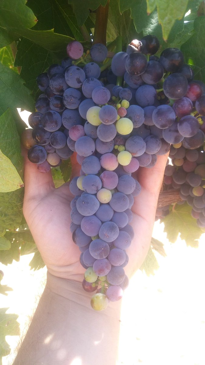 Tomás Bueno (@tomyzazuar) on Twitter photo La viña "del capricho" ya va cogiendo buen color.
Cuarta hoja, plantas con 110R y clon VN33 de <a href="/vitisnavarra/">Rafa García -VITIS NAVARRA-</a> a 920 metros de altitud La viña "del capricho" ya va cogiendo buen color.
Cuarta hoja, plantas con 110R y clon VN33 de <a href="/vitisnavarra/">Rafa García -VITIS NAVARRA-</a> a 920 metros de altitud