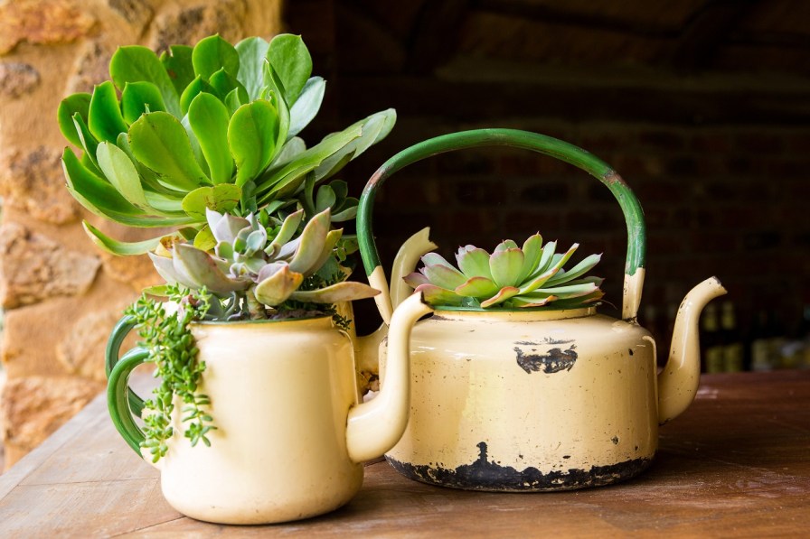 Never throw away an old teapot, it might just be the new home for your succulent