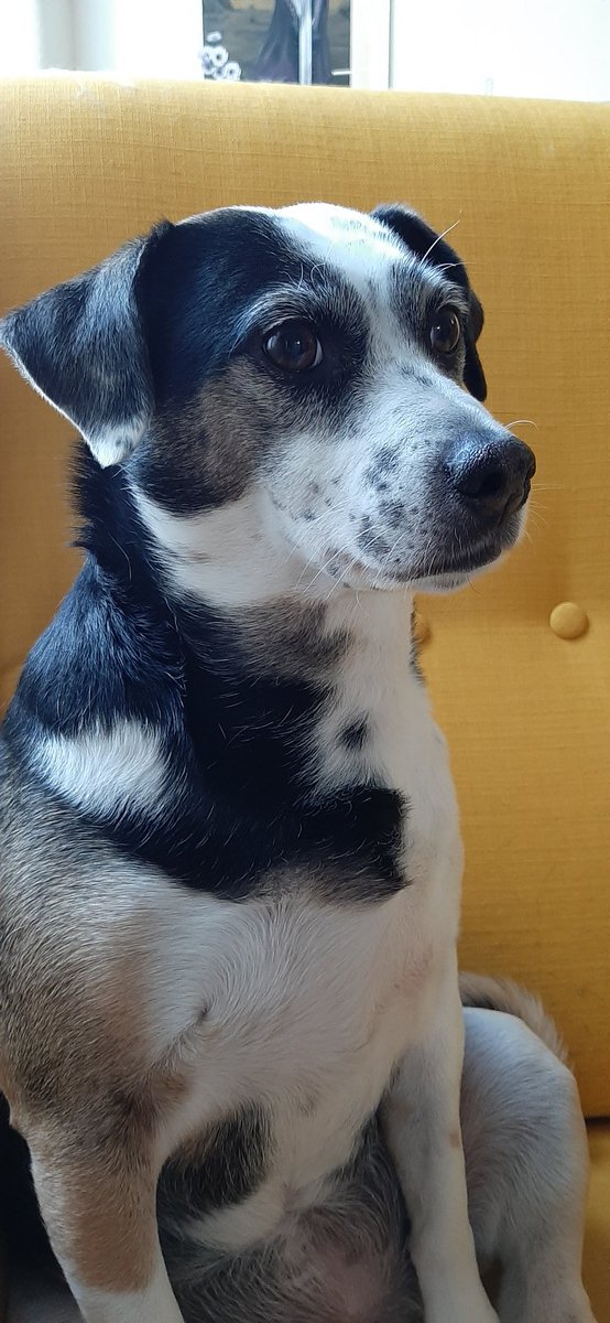 Rosey_Games's tweet photo. Here's a cute doggo to brighten up your feed!

Her name is Tracer &amp; she is the goodest girl. https://t.co/GSe1j8a3w7