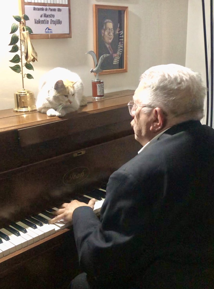 LaTrujo's tweet photo. La “Niña”, la única que se sube al piano!😍Escucha a su amado y sube de un salto a disfrutar. Y bueno, él puede seguir tocando con una mano, mientras le hace cariño con la otra 😅❤️❤️❤️❤️ https://t.co/9oQYxH5siK