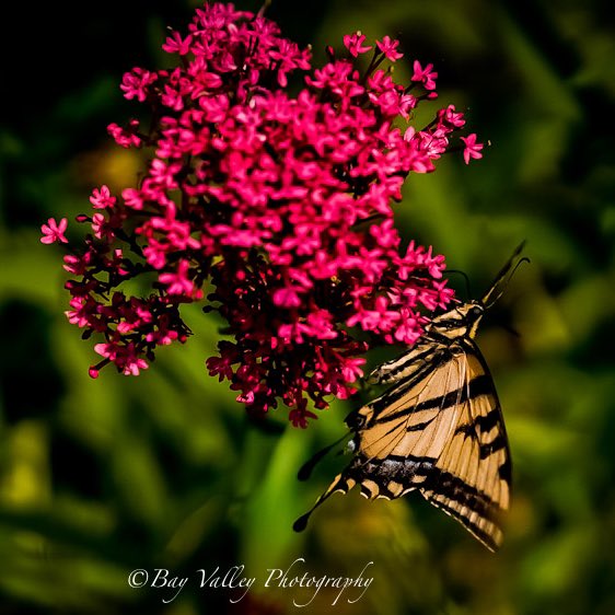 BayValleyPhoto's tweet photo. Every time I see a butterfly I still remember the reading rainbow intro song. https://t.co/c0BDAdKidu. #SonyAlpha #sonya7riii #butterflies #butterfly #nature #Flowers #readingrainbow https://t.co/zlzfR8nodp