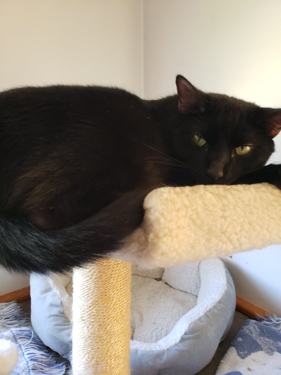 getheller1006's tweet photo. #BlackCatAppreciationDay from #BertBert the #housepanther 🐈⬛🖤 https://t.co/Gwj2CwB0BI