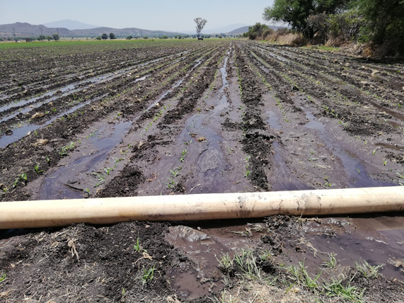 Prueba de riego de diagnóstico en Rancho San Lorenzo. Se aplicó una Lámina de riego de 24 cm, con una eficiencia de aplicación de 48.12%. Quiere decir, que del total de agua aplicada al cultivo, menos de la mitad fue aprovechada por este.

Equipo <a href="/MUAC_GTO/">Mejores Usos del Agua en el Campo</a>  de la @SDAyR_GTO