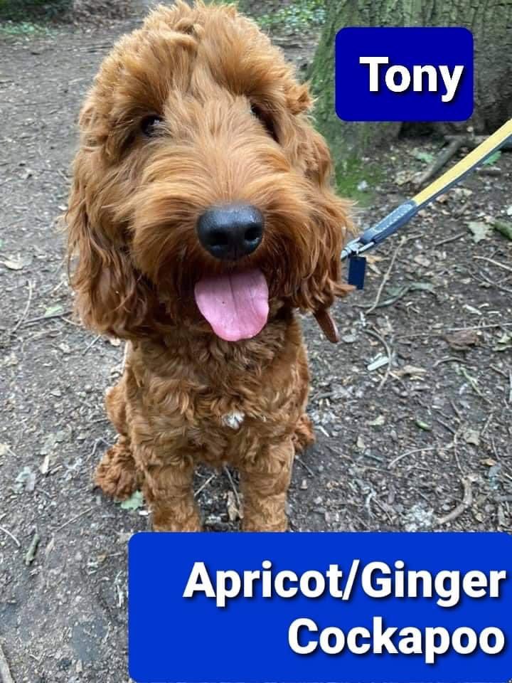 🔥🔥🔥STOLEN 🔥🔥🔥
#SpanielHour 
#thespondonthree

PLEASE IF YOU HAVE INFORMATION OR SUSPICIONS PLEASE CONTACT THE MOBILE 
ON THE POSTERS OR ALTERNATIVELY CONTACT DERBYSHIRE POLICE 101

MASSIVE TY TO YOU ALL FOR SHARING💞

<a href="/SAMPAuk_/">Stolen&Missing Pets</a> <a href="/MissingPetsGB/">Missing Pets GB</a> <a href="/MenaViana/">mena viana</a> <a href="/beautys_legacy/">Beautys Legacy registered charity 1194186</a>