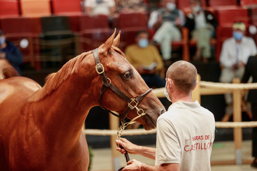 Many congratulations to @mcstayagent (@AvenueBstoc) for securing lot 255, a beautiful colt by #NightOfThunder (@DarleyStallions) sold for €185,000 at @InfoArqana