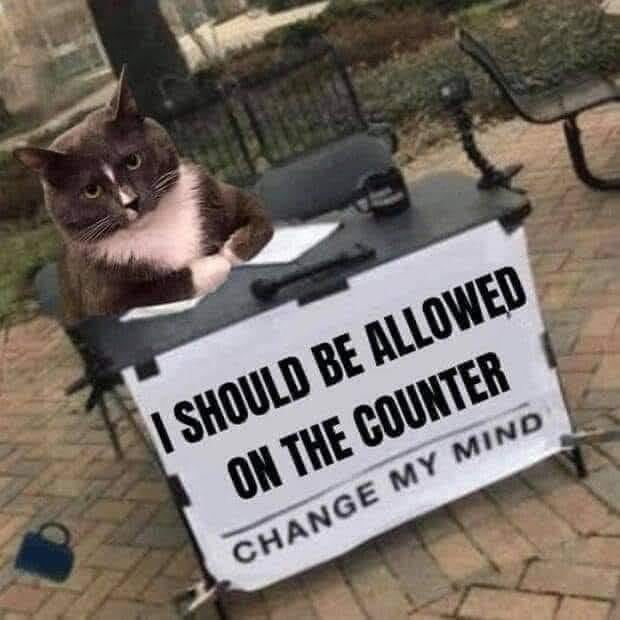 LorenzoTheCat's tweet photo. Says every cat in the world. https://t.co/zAsBSoAdax
