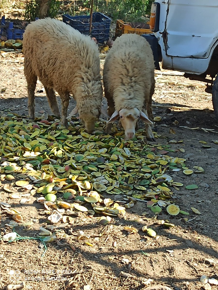 Bu kadar acımasız olmaz be evren . Kuzular mango yiyor . Vizyonlu köyüm #beyrebucakgazipaşa