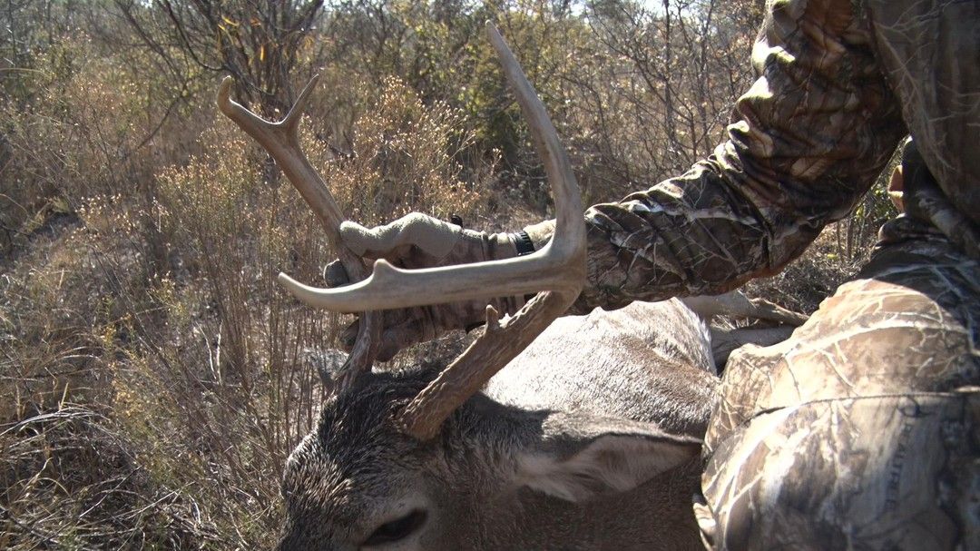 DeerGearTV's tweet photo. Cool little cull buck = Meat in the freezer!
#deerhunting #hunting #cullbuck #whitetail https://t.co/ZbOh9p80gv