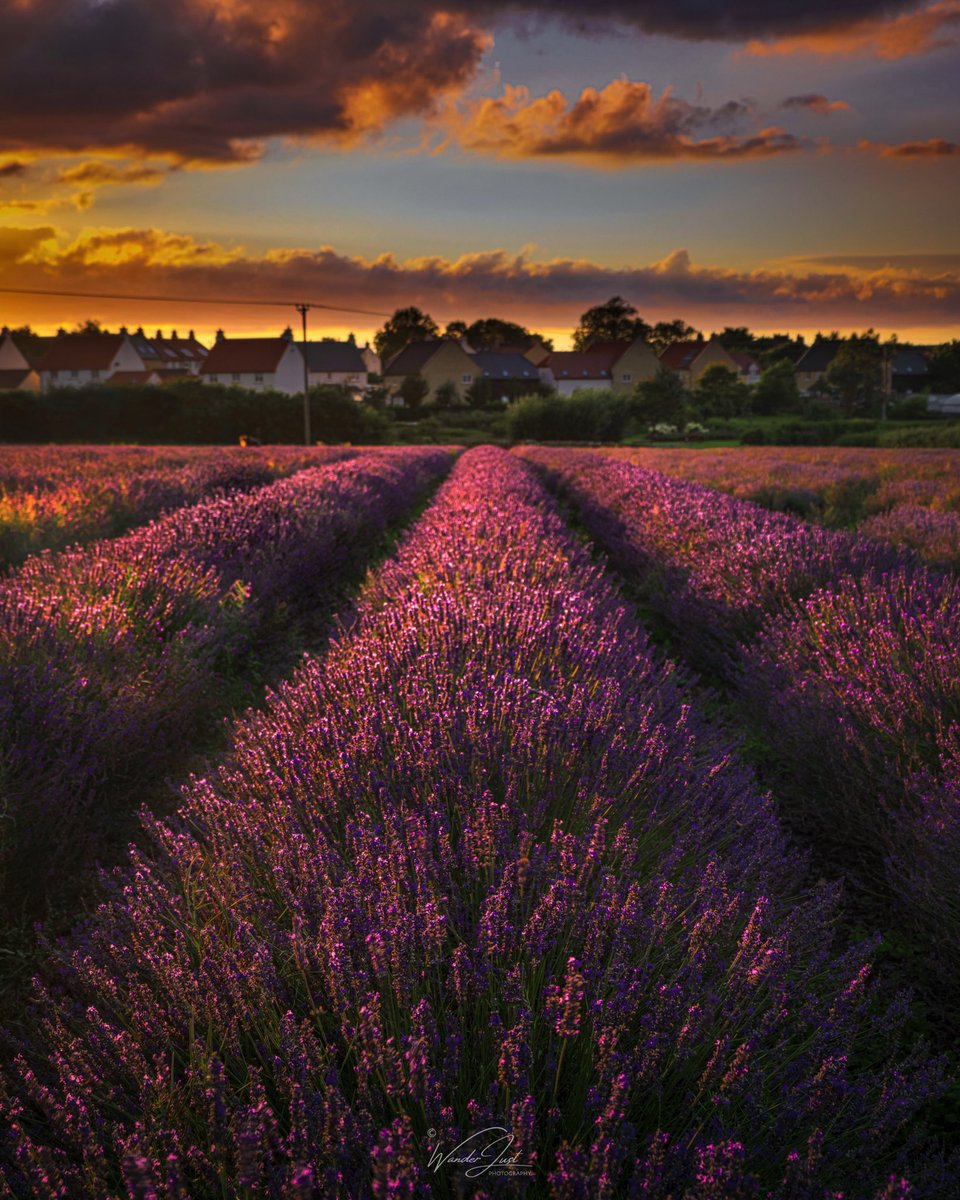 Wanderjust_uk's tweet photo. Lavenderlicious 😍 Picked a fine evening to visit #somersetlavender Just us &amp; a gorgeous sunset!
#somerset #sunset #lavenderfield #lavenderfarm #goldenhour #twitternaturecommunity @VisitSomerset https://t.co/LDln0GEO4Q