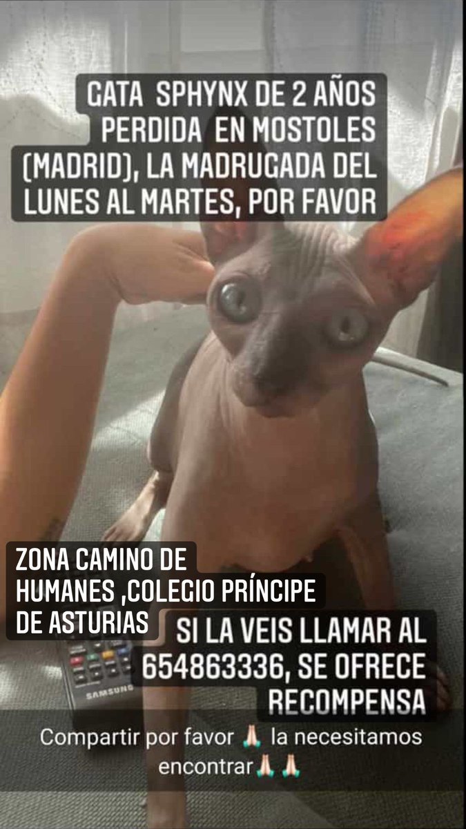 madridfelina's tweet photo. #PERDIDA en #MOSTOLES https://t.co/iJjj1PlETx