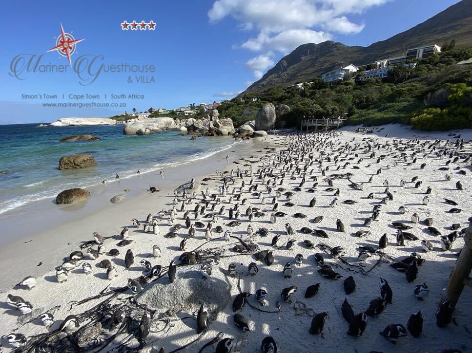 Your options for fun activities to choose from when you visit Simon’s Town in the beautiful Western Cape are endless!
Follow this link to see what TripAdvisor recommends: tripadvisor.co.za/Attractions-g3…
marinerguesthouse.co.za
info@marinerguesthouse.co.za

#simonstown
#lovesimonstown