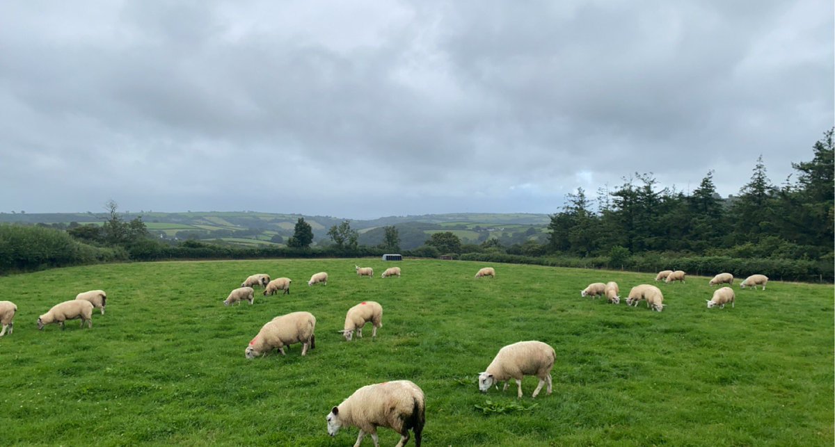 Jordan Hardy tweet media