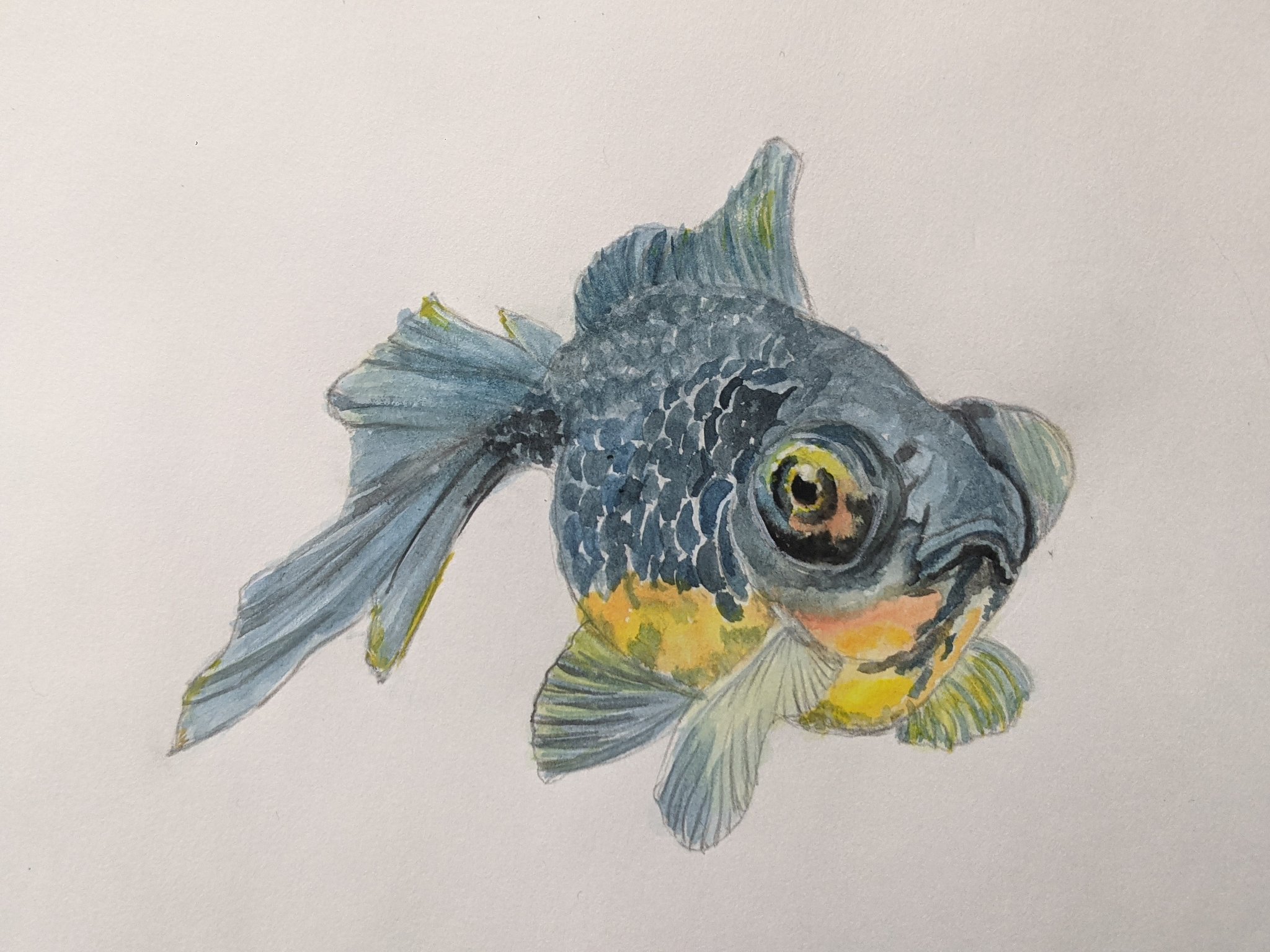 さちこ 出目金描いてみた リアルに描いてみたくて イラスト 出目金 水彩画 みんなで楽しむtwitter展覧会 T Co Umnlfsugzr Twitter