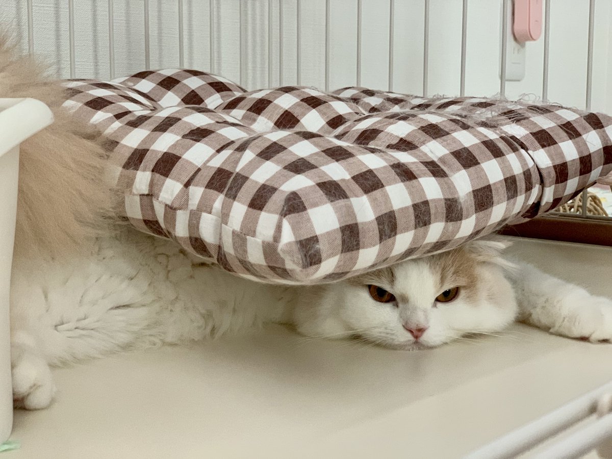_moca_1222's tweet photo. サンドイッチ猫🥪

#猫  #猫のいる暮らし  #ネコチャンカワイイ #スコティッシュフォールド  #猫好きさんと繋がりたい #今日のモカくん https://t.co/l8kDQw7xiw
