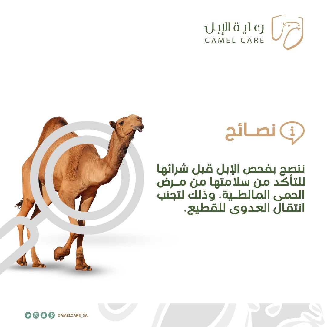 مخاطر المالطية وطريقة انتقالها:

#رعاية_الابل