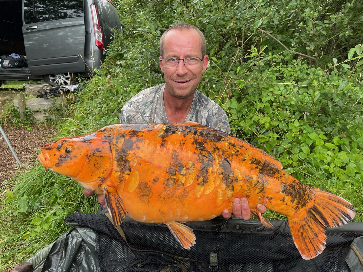 Richard Cooper had a small change of baits, and went on to use Fruity Tuna and Smart Liquid, this colourful 30lb Koi was his prize for Changing things around a little. 
#carpfishing #mainline #koi