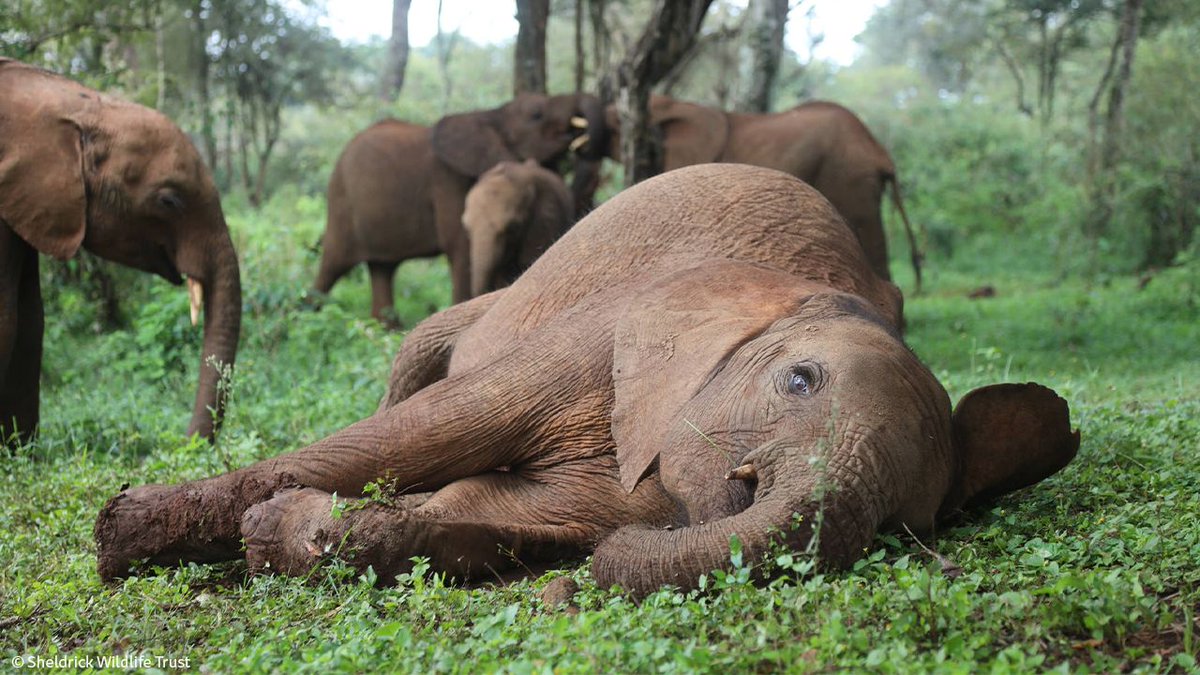 SheldrickTrust's tweet photo. Your morning yoga session with Larro as she perfects her 'downwards elephant' pose in the forest. An orphan in the care of our Nairobi Nursery, she's been chosen by the herd to act as their mini-matriarch: https://t.co/Bdmb4iExoj https://t.co/KR4Jfjo87K