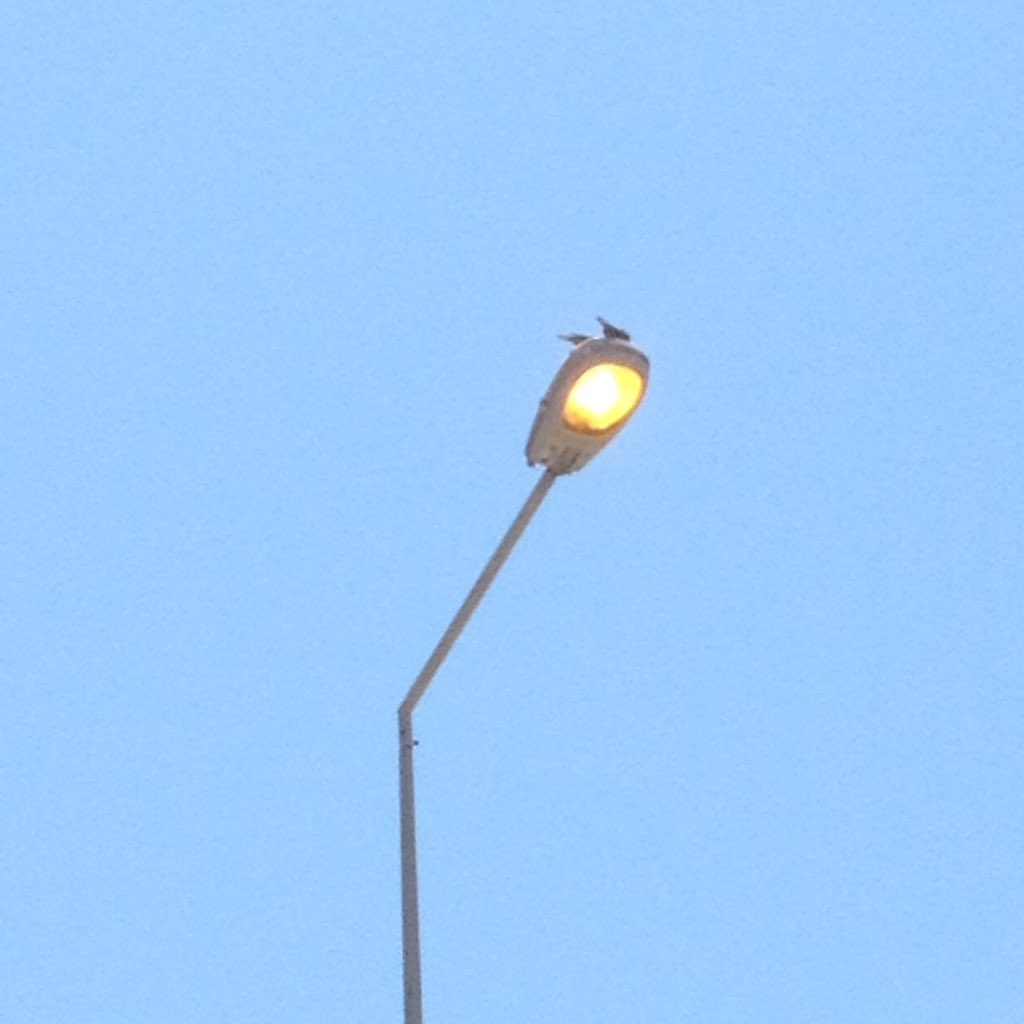 adurukan's tweet image. @ADMEDAS bodrum gündoğan paragadi restorant önü sokak lambası aylardır yanıyor. şu anda da. sonra bizden çıkarırsınız beceriksizliğinizi, işbilmezliğinizi.#yeterbe