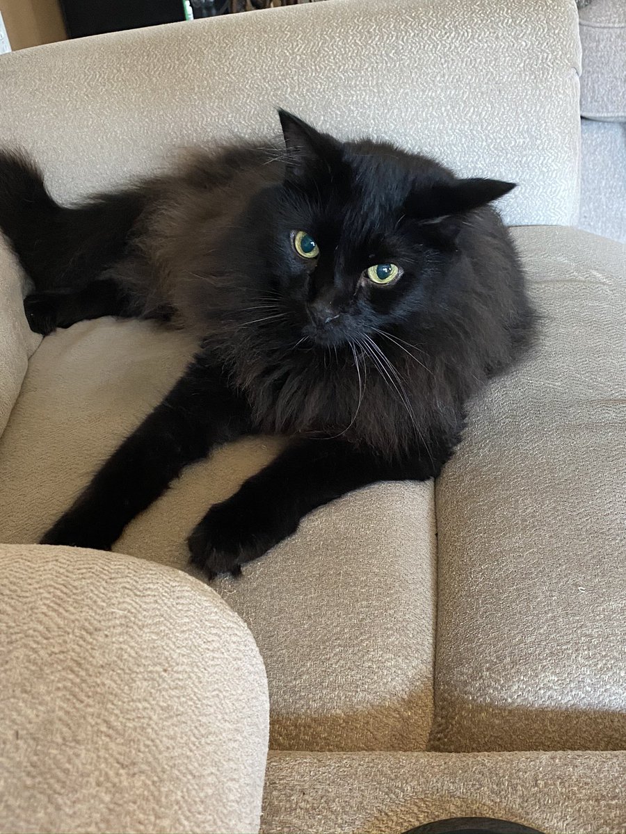 thecatnipfairy's tweet image. Happy #BlackCatAppreciationDay from my #housepanther to yours!