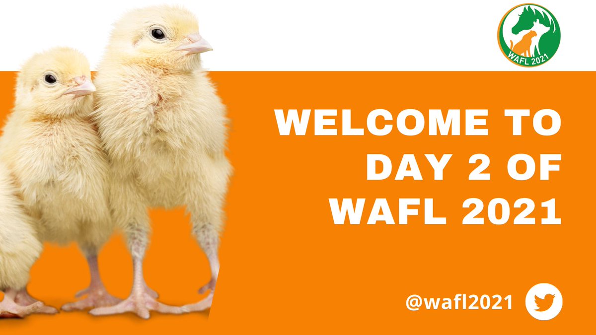 WAFL2024 (@wafl2024) on Twitter photo Good afternoon from Cork and welcome to Day 2 of #WAFL2021
Please join us for the first session of the day, including <a href="/SteveCooke/">Steve Home</a>'s plenary talk, starting in 15 minutes!
#AnimalWelfare <a href="/teagasc/">Teagasc</a> <a href="/ucc/">UCC Ireland</a> Good afternoon from Cork and welcome to Day 2 of #WAFL2021
Please join us for the first session of the day, including <a href="/SteveCooke/">Steve Home</a>'s plenary talk, starting in 15 minutes!
#AnimalWelfare <a href="/teagasc/">Teagasc</a> <a href="/ucc/">UCC Ireland</a>