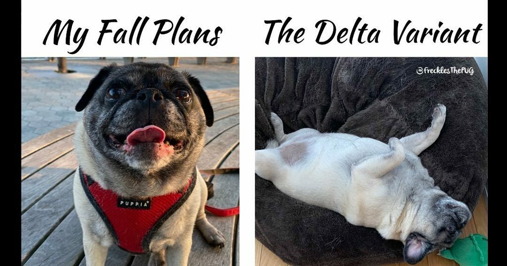 FrecklesThePUG's tweet image. these covid variants are starting to Greek letters i don&apos;t even know 
#pug #deltavariant #lambdavariant instagr.am/p/CSrFkdsH9ac/