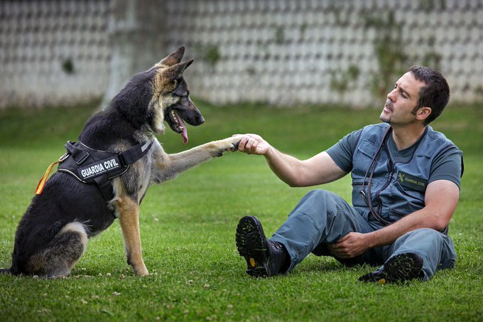 No cambiarás el #Mundo 🌍 adoptando un perro 🐶, pero si harás que su mundo cambie para siempre

Es un consejo de los guías del #ServicioCinológico de la 
<a href="/guardiacivil/">Guardia Civil</a> 

Y recuerda, a tus mascotas 🐱🐰🐈🐕, #NoLeFalles 
#YoSiPuedoContarlo