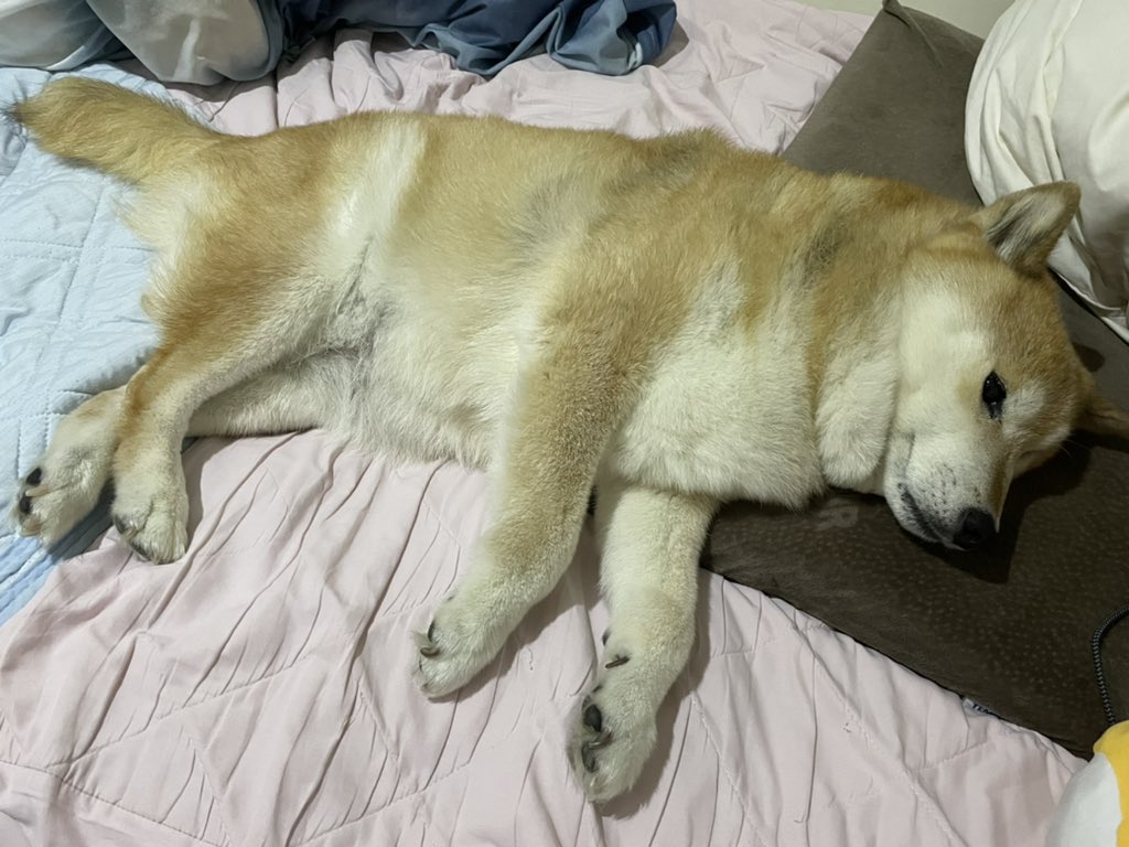 おやすみーぬ( •ω•ฅ)