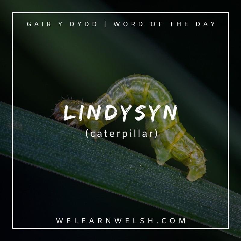 We Learn Welsh (@welearnwelsh) on Twitter photo Gair y dydd / Word of the day: lindysyn (caterpillar)
Wyt ti erioed wedi darllen 'Y Lindysyn Llwglyd'? = Have you ever read 'The Very Hungry Caterpillar'?
#welsh #cymraeg Gair y dydd / Word of the day: lindysyn (caterpillar)
Wyt ti erioed wedi darllen 'Y Lindysyn Llwglyd'? = Have you ever read 'The Very Hungry Caterpillar'?
#welsh #cymraeg