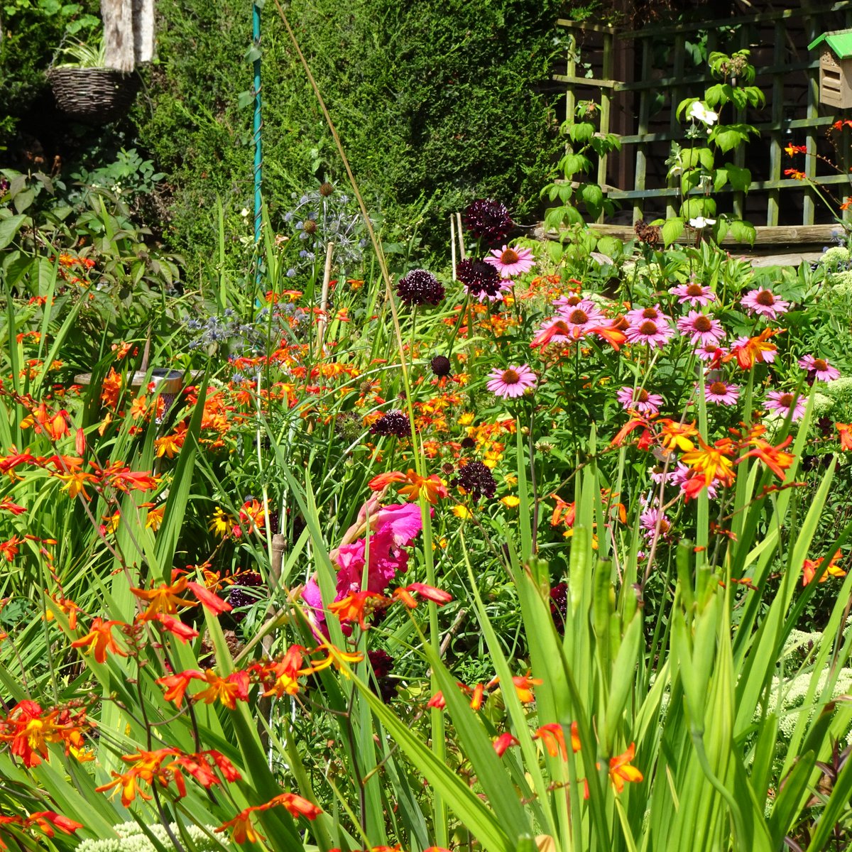 JulzMunczy's tweet photo. Current view, yep, am happy with that! #gardening #summer #hotcolours #somerset https://t.co/xlaWcuUOaO