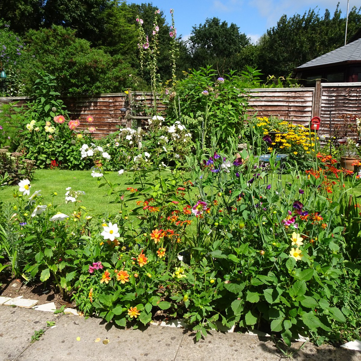 JulzMunczy's tweet photo. Current view, yep, am happy with that! #gardening #summer #hotcolours #somerset https://t.co/xlaWcuUOaO