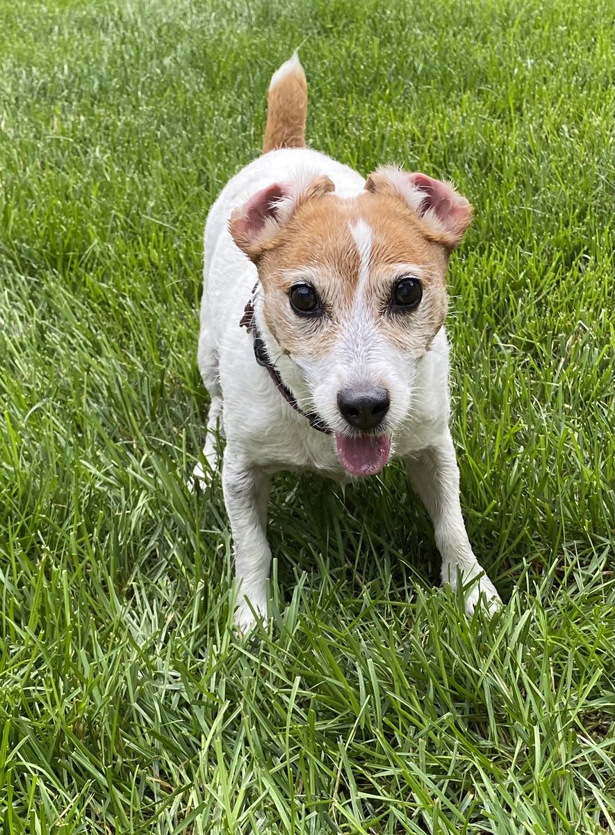DaisyMaeJack's tweet photo. Itโs a Tongue out Ears back kind of Tuesday! Make it a goob one! #TongueOutTuesday #Earsback #dogsoftwitter #BeKind ๐พ๐๐พ๐ https://t.co/Xobo0aUUhA