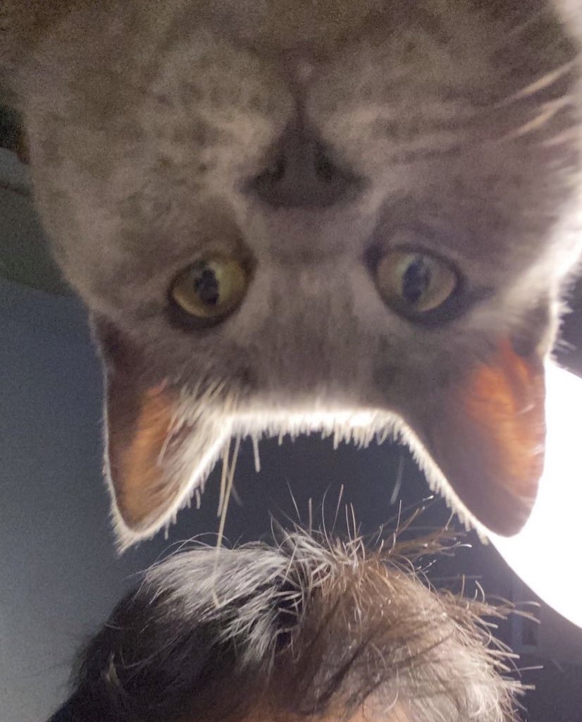 kvitho's tweet image. 