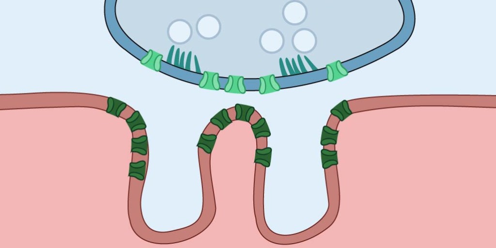 JMG_BMJ's tweet photo. AGRN implicated as locus for #Myasthenia Gravis by #GWAS in @NIH #dbGAP & @uk_biobank
New Research by @apostolia_t @konstantinospo7: https://t.co/RErxu1H4Wp
@LifeAtPurdue @Aristoteleio @ConquerMG @myastheniakc @Telethon_France @MyastheniaOrg @myasthenic @myastheniaRM https://t.co/c2wNB3OT8j