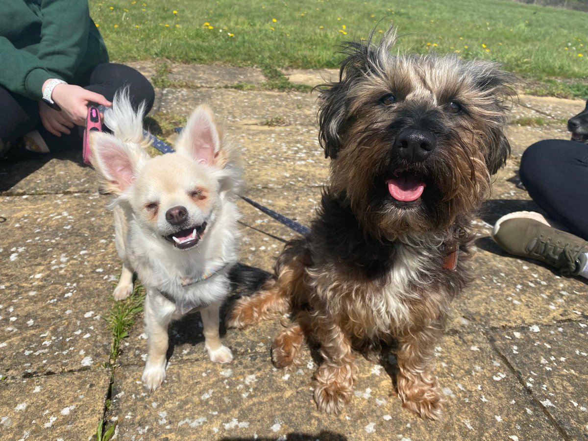 Monster_Roth's tweet photo. @MoonpigUK Wolfgang the blind chihuahua and his best buddy Hugo https://t.co/MJgKWW8g9Z
